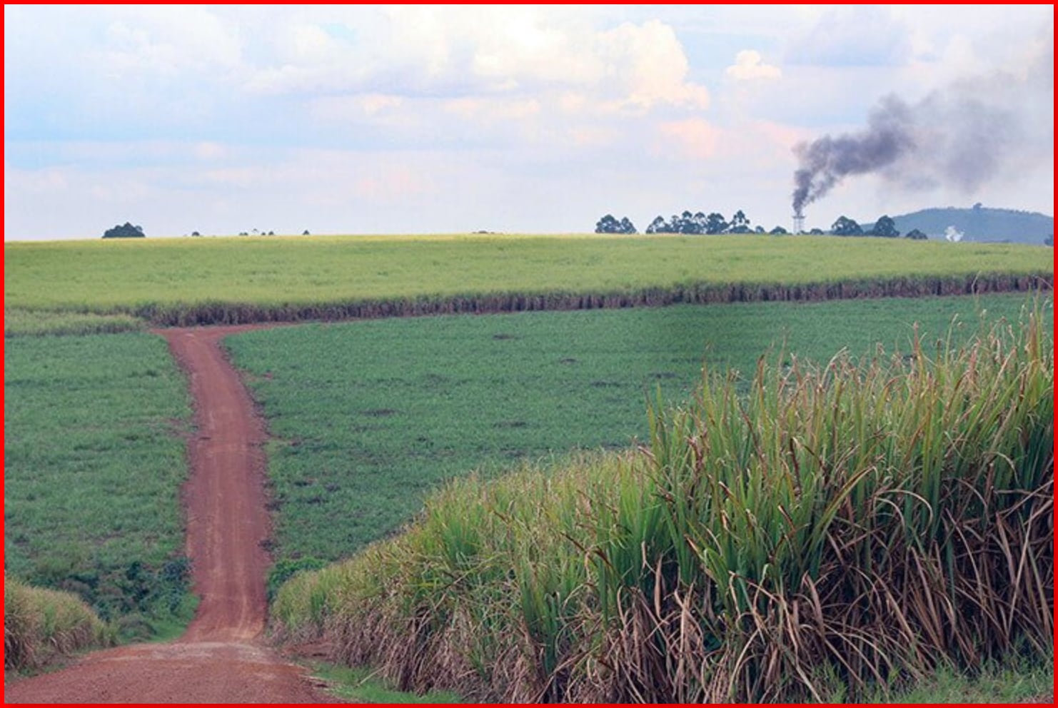 Jane Goodall Industrial Agriculture